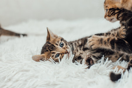 Cute marble bengal one month old kitten on the white fury blanket close-up.の写真素材
