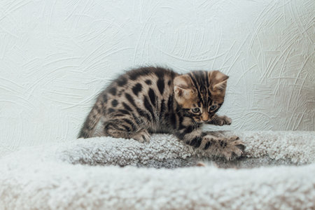 Young cute bengal kitten sitting on a soft cat's shelf of a cat's house indoors.の写真素材