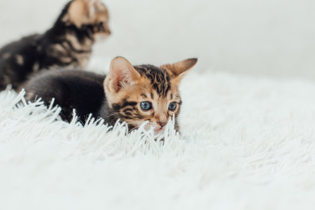 Cute marble bengal one month old kitten on the white fury blanket close-up.の写真素材