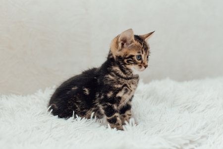 Cute marble bengal one month old kitten on the white fury blanket close-up.の写真素材