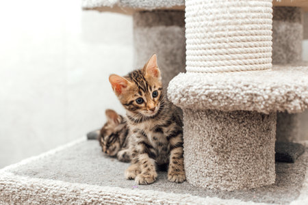 Young cute bengal kitten sitting on a soft cat's shelf of a cat's house indoors.の写真素材