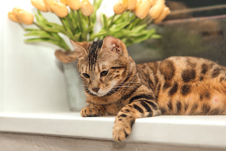 Cute golden bengal kitty cat laying on the windowsill and relaxing.の写真素材