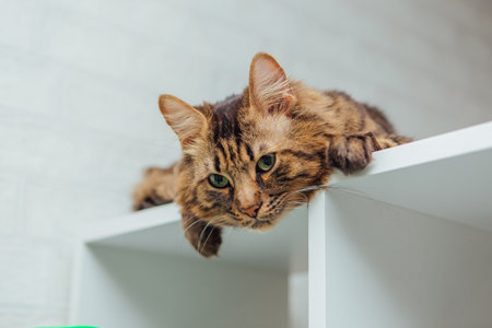 Long-haired charcoal bengal kitty cat laying on the white shelfの写真素材