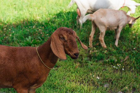 Beautiful brown goat eating green grass in mountain.の写真素材