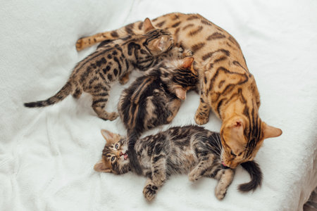 Bengal cat feeds her little kittens with breastの写真素材