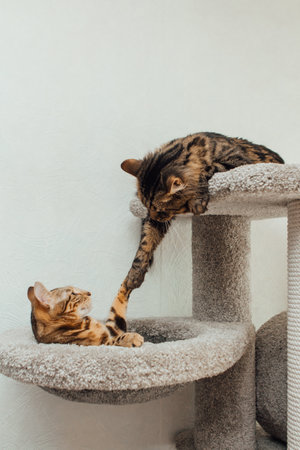 Young cute bengal cats laying on a soft cats shelf of a cats house.の写真素材