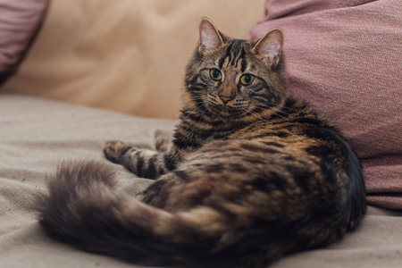 Young cute longhair bengal cat laying on a soft pillow.の写真素材
