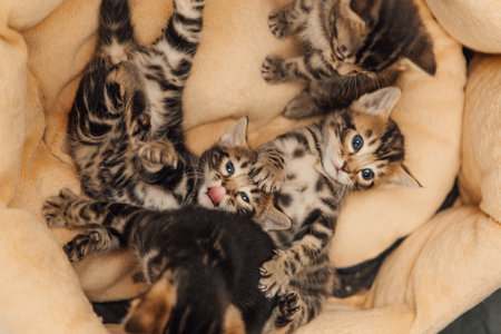 Closee-up little bengal kittens on the cats pillowの写真素材