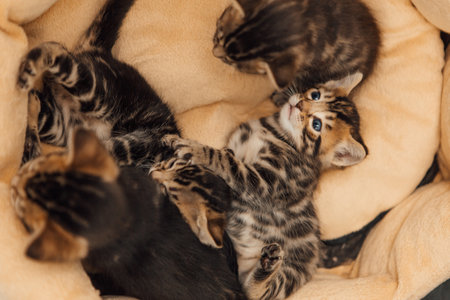 Closee-up little bengal kittens on the cats pillow