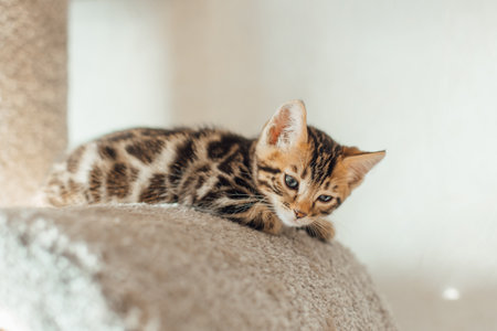 Cute bengal kitten laying on a soft cats shelf of a cats house.の写真素材