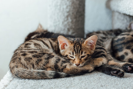 Cute bengal kitten sleeping on a soft cats shelf of a cats house.の写真素材
