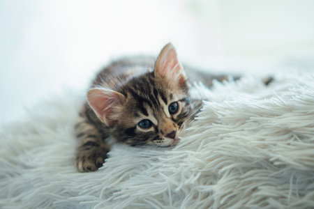 Little bengal kitten on the white fury blanketの写真素材