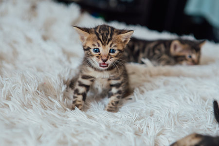 Little bengal kitten on the white fury blanketの写真素材