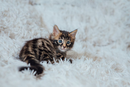 Little bengal kitten on the white fury blanketの写真素材