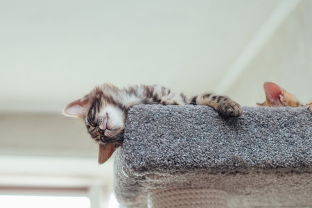 Young cute bengal kitten laying on a soft cats shelf of a cats house.の写真素材