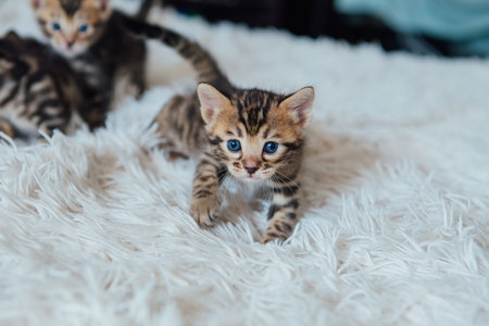Little bengal kitten on the white fury blanketの写真素材