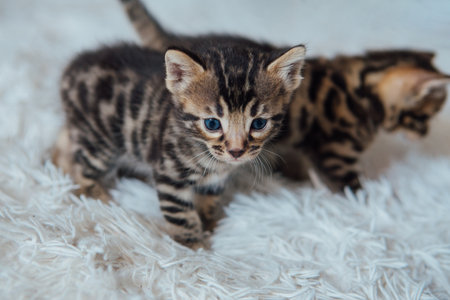 Little bengal kitten on the white fury blanketの写真素材
