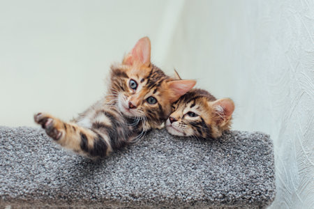 Young cute bengal kitten laying on a soft cats shelf of a cats house.の写真素材