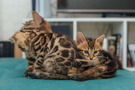 Bengal kittens sitting on the sofa in the houseの写真素材