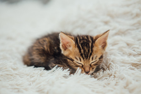 Little marble bengal kitten sleeping on the white fury blanketの写真素材