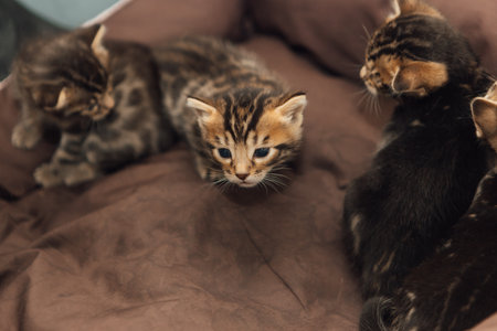 Closee-up little bengal kittens on the cats pillowの写真素材