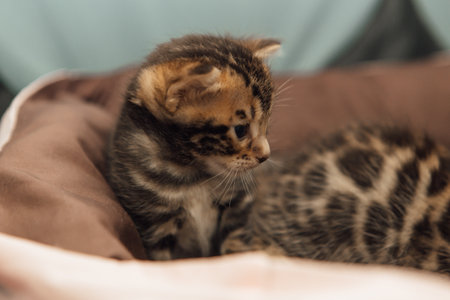 Closee-up little bengal kittens on the cats pillowの写真素材