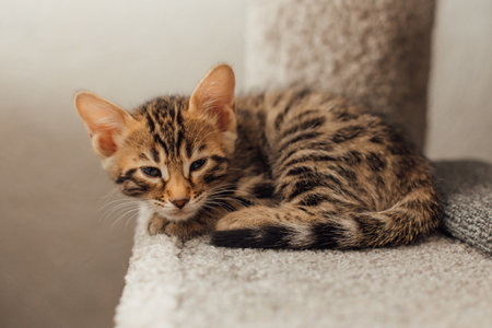 Cute bengal kitten laying on a soft cats shelf of a cats house.の写真素材