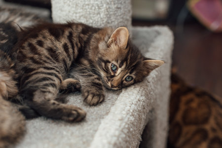 Cute bengal kitten laying on a soft cats shelf of a cats house.の写真素材