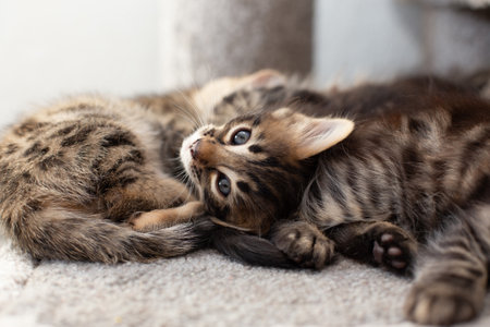 Cute bengal kitten laying on a soft cats shelf of a cats house.の写真素材
