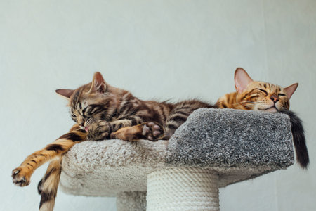 Two young cute bengal cats laying on a soft cats shelf of a cats house.の写真素材