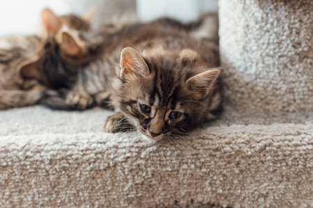 Cute bengal kitten laying on a soft cats shelf of a cats house.