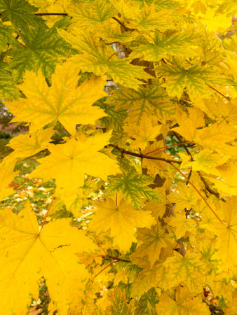 Background of yellow and green maple leaves on the treeの写真素材