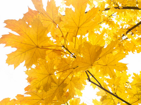 Background of yellow and green maple leaves on the treeの写真素材