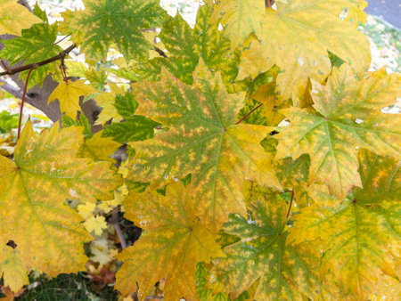 Background of yellow and green maple leaves on the treeの写真素材