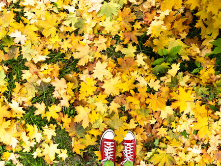 Red old canvas sneakers on the fallen autumn leaves. Top view