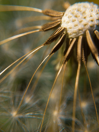 Close up macro shot of a big dandelion with details.の写真素材