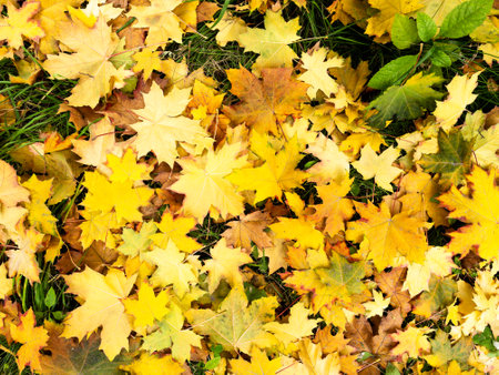Background of fallen yellow, green and brown maple leavesの写真素材