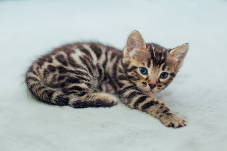 Little bengal kitten on the white fury blanketの写真素材