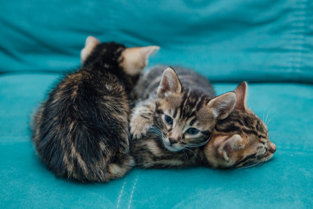 Three cute one month old Bengal kittens sitting on the sofa in the houseの写真素材