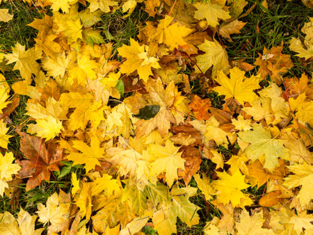 Background of wet yellow and green fallen maple leavesの写真素材