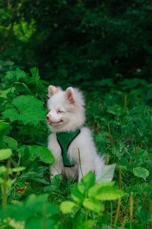 White shaggy Pomeranian puppy sitting on the green grass.の写真素材