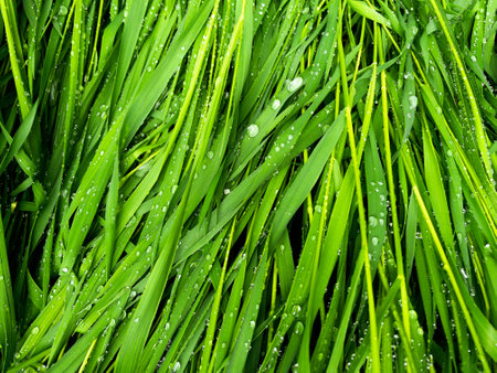 Beautiful green grass leaves texture with rain dropsの写真素材