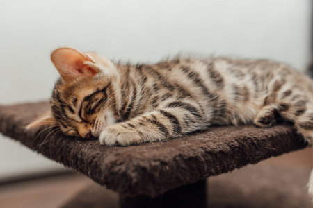 Young cute bengal kitten sleeping on a soft cat's shelf of a cat's house indoors.の写真素材