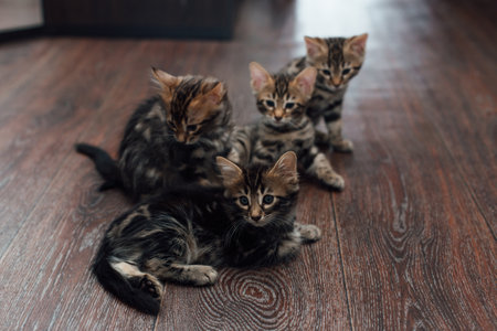 Four young cute bengal kittens laying on the floor indoors.の写真素材