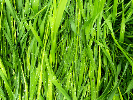 Wet grass after rain. Beautiful green grass leaves texture with rain dropsの写真素材
