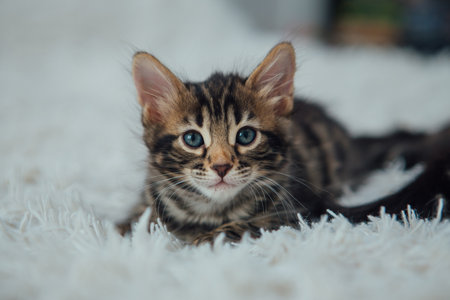 Cute bengal one month old kitten on the white fury blanket close-up.の写真素材