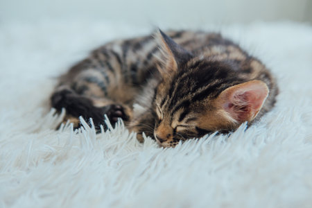 Cute bengal one month old kitten on the white fury blanket close-up.の写真素材