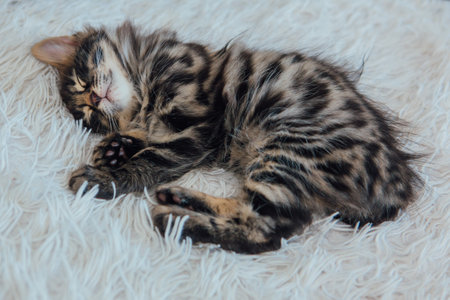 Cute bengal one month old kitten on the white fury blanket close-up.の写真素材