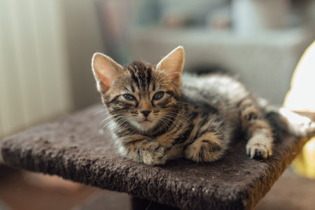 Young cute bengal kitten laying on a soft cat's shelf of a cat's house indoors.の写真素材