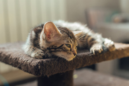 Young cute bengal kitten laying on a soft cat's shelf of a cat's house indoors.の写真素材